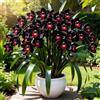 Sfdytg Cymbidium Orchid, Perenne - Giardini e Balconi, Adatta ai principianti-8bulbi-A