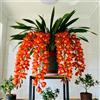 Sfdytg Cymbidium Orchid, Perenne - Giardini e Balconi, Adatta ai principianti-3bulbi-C