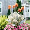 IFGFJR Canna Indica Variegata/Perenne Indurito/Rizoma di Canna Indica/Variegata/Bassa Manutenzione/Decorazione d'Interni-2bulbi-D
