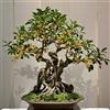 Generic Osmanthus Fragrans - rampicanti giardino che amano l'ombra, 3piante