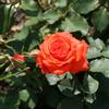 le Georgiche Vivai le Georgiche - Pianta vera di Rosa - Arancio Lacca - vaso Ø 18 cm
