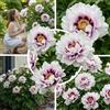 Florium Peonia Itoh Pink (rosa) 1 radice da piantare, rustica e perenne | Peonia rosa dall'Olanda, varietà Pink Passion, pianta perenne per giardino e vaso