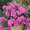 le Georgiche Vivai le Georgiche - Pianta vera di Azalea Encore Sangria Serie Encore® Rododendro 'Roblee' - vaso Ø 18 cm - altezza alla vendita 20-30 cm