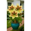 KMIODS Bellissimo Rizoma Di Amaryllis, Resistenti Al Freddo E Alla Siccità, Facile Da Coltivare, Adatto A Primavera E Autunno-1 rizoma-B
