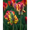 Generico Bulbi di tulipani rossi e verdi, tulipani rasta parrot | MY PLANTIS | Bulbi autunnali