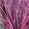 GardenersDream Cordyline australis 'Pink Passion' Palma Cavolo Arbusto Sempreverde in Vaso - Ideale per Aiuole, Bordure e altro
