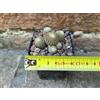 Copiapoa laui 4 cm, cactus, pianta grassa