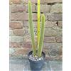 Cleistocactus winteri ramificato 40 cm, cactus, pianta grassa