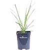 eGarden.store Pianta di Erba della Pampas Pianta di Cortaderia Selloana pianta da esterno pianta da giardino pianta graminacea Cortaderia ornamentale pianta vera venduta da eGarden.store (Pumila v.13 cm)