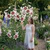 Florium Bulbi di gigli ad albero giganti 3 pezzi Beverly Dreams, rustici e perenni | Giglio ad albero, varietà Beverly Dreams a fiori rosa, bulbi grandi, perenni, dall'Olanda, fioritura estiva