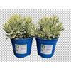 MODIPITRE 2 Piante di lavanda dentata Allardii Meerlo su vaso cm 14 MODIPITRE