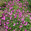 Bloomique - Set di 6 - Geranium sanguineum - Geranio sanguineo - Resistente al freddo - Altezza 10-20 cm - Vaso 9x9 cm