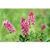 Mondo Ape Semi Fiori per Api - Sementi Mellifere per Api - 1 kg - Semi per Apicoltura - Semi per Fiori Melliferi Sulla