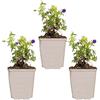 Bloomique - Set di 3 - Geranium sanguineum - Geranio sanguineo - Resistente al freddo - Altezza 10-20 cm - Vaso 9x9 cm