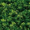 YENHOME Carta Adesiva per Pareti Verde Foglie 44.5x700cm Pellicola Adesiva per Mobili Foglie Tropicali Jungle Carta da Parati Muro Verde Fotomurali Adesivi Murali per Camera da Letto Ristorante