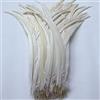 Sowder Rooster coque Tail Feathers 40 - 45 cm lunghezza, confezione da 20 off white