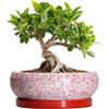 EPFamily Vasi piccoli per bonsai, 15,2 cm, in ceramica, con foro di drenaggio e sottovaso in ceramica, vasi per piante grasse per interni ed esterni, vaso rotondo piatto