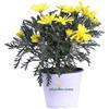 eGarden.store Pianta vera di Euryops Pectinatus diverse grandezze fiore giallo ornamentale da esterno venduta da eGarden.store (Vaso 14 cm)