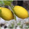 Generico Pianta da Frutto in Fitocella, 2 Anni, Altezza 150 cm, Resistente, per Balconi Terrazze e Piccoli Giardini 1 PIANTA DI (LIMONE 4 STAGIONI)