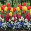 Florium Bulbi di fiori precoci 50 pezzi mix, rustici e perenni | Tulipani, narcisi, giacinti e muscari dall'Olanda per giardino, aiuola, vaso e balcone, niente semi
