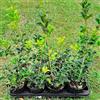 Generic Osmanthus aquifolium, 10 piante alte 10/20 cm, vaso 13