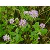 Mondo Ape Semi Fiori per Api - Sementi Mellifere per Api - 1 kg - Semi per Apicoltura - Semi per Fiori Melliferi Trifoglio Resupinato