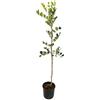 AMDGarden Pianta Albero di CARRUBO CARUBBO ceratonia siliqua H 160CM vaso18cm AMDGarden