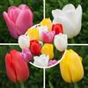 Florium Bulbi di tulipani 50 pezzi - mix colori vivaci, rustici e perenni | Collezione Budget, bulbi grandi dall'Olanda, fioritura precoce per grandi superfici, aiuola e balcone
