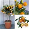 Generico Pianta di Kumquat Mandarino Cinese Albero di Agrumi Kumquat tondo Fortunella Japonica in Vaso da 20 cm Altezza 70 cm 2-3 Anni di innesto Made Italy