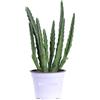Generico Strapelia ("Fiore di Carogna", genere Stapelia) 1 Piantina in Vaso | Succulenta Straordinaria con Fiori Stellati Profumati | Facile, Suggestiva, per Appassionati di Piante Rarità