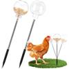 HO-SFSM Mangiatoia per polli 2 Pezzi Giocattolo per Beccare per Galline | Galline Distributore Con la Primavera Cibo Polli Accessori Pollaio Anti Noia per Galline Anatre Uccelli Pappagalli