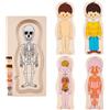Generico Puzzle con parti del corpo in legno,Puzzle in legno con corpo umano Impara | Puzzle del del corpo umano per bambini in età prescolare, bambini 3 anni in
