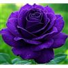 UVJGNDF Raro Rosa, Perenne, Resistente - Adatta ai principianti, Adatto per uso interno ed esterno-1bulbi-I