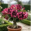 DFTKMJSY Rosa del deserto perenne rara e resistente al freddo/Caudex di rosa del deserto/Varietà rara/Cura semplice per il verde in casa-1 root-D