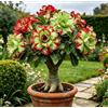 DFTKMJSY Rosa del deserto perenne rara e resistente al freddo/Caudex di rosa del deserto/Varietà rara/Cura semplice per il verde in casa-1 root-H