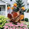 IFGFJR Canna Indica Straordinaria/Perenne Indurito/Rizoma di Canna Indica/Straordinaria/Bassa Manutenzione/Decorazione d'Interni-2bulbi-D
