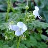le Georgiche Vivai le Georgiche - Pianta vera di Geranium macrorrhizum White Ness Geranium macrorrhizum 'Mount Olympus' Geranio - vaso Ø 18 cm