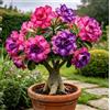 DFTKMJSY Rosa del deserto perenne rara e resistente al freddo/Caudex di rosa del deserto/Varietà rara/Cura semplice per il verde in casa-1 root-J