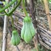 Generic chayote rare varietà antiche di chayote Coltivare rampicanti da giardino per giardini rocciosi in vaso orticole da 100semi