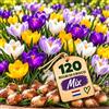 IRONO Bulbi Crocus Olandesi - 120 Bulbi Fiori Perenni da Esterno | Mix Crocus Piante Non Fiori Artificiali - Per Giardino, Balcone, Vaso, Fioriera, Aiuola, Terrazzo e Grandi Vasi