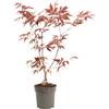 Plant in a Box - Ao giapponese - Palmatum 'Atropurpureum' - Altezza 25-40cm - Dimensione del vaso 10,5cm - albero - rosso