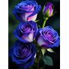 UVJGNDF Raro Rosa, Perenne, Resistente - Adatta ai principianti, Adatto per uso interno ed esterno-1bulbi-H
