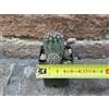 Lobivia aurea var. shaferi caespitosa 4 cm, cactus, pianta grassa
