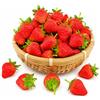 FuYelng 30 Pezzi Fragole Finte Rosse con Radici Foglie Decorazione Fragola | Fragole Realistiche Rosse Plastica Decorazione Fragola Artificiale per Decorazioni Casa Feste Matrimoni Fotografia DIY