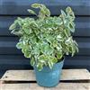 Vivaio di Castelletto Incenso Plectranthus Coleoides pianta aromatica in vaso ø14 cm | Vivaio di Castelletto