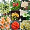 Generic Clivia in vaso giardino resistente alla siccità decorazione 90semi