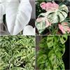 Generic seme di mostro scalatrici resistenti giardino interno, serra seto balcone soggiorno Monstera delizioso 350pcs