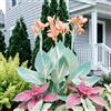 IFGFJR Canna Indica Straordinaria/Perenne Indurito/Rizoma di Canna Indica/Straordinaria/Bassa Manutenzione/Decorazione d'Interni-2bulbi-C