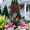 IFGFJR Canna Indica Straordinaria/Perenne Indurito/Rizoma di Canna Indica/Straordinaria/Bassa Manutenzione/Decorazione d'Interni-2bulbi-B
