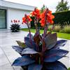 IFGFJR Canna Indica Straordinaria/Perenne Indurito/Rizoma di Canna Indica/Straordinaria/Bassa Manutenzione/Decorazione d'Interni-2bulbi-E